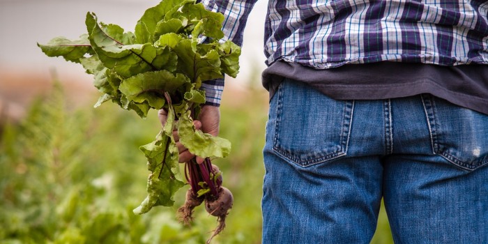 A farmer holding vegetables