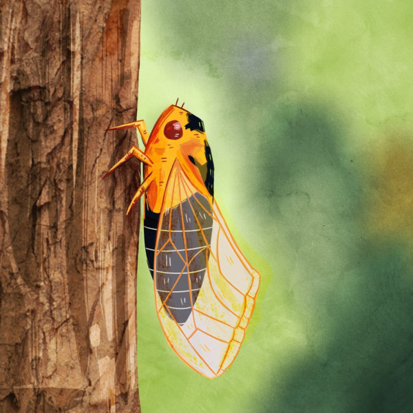 A Yellow Monday cicada on a tree